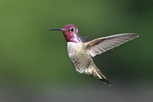 Anna's Hummingbird
