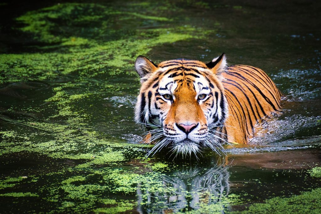 Big Cats