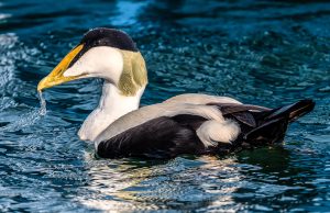 Common Eider