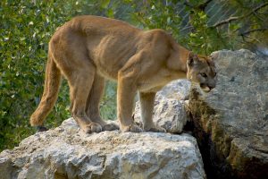 Cougars