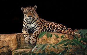 Jaguars