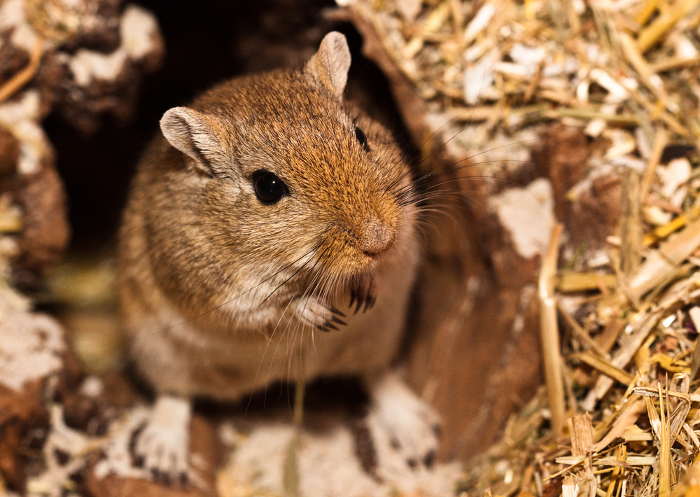 Gerbils