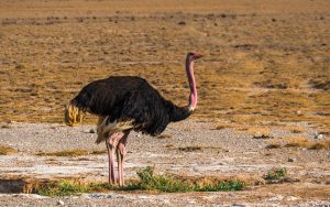 Ostriches