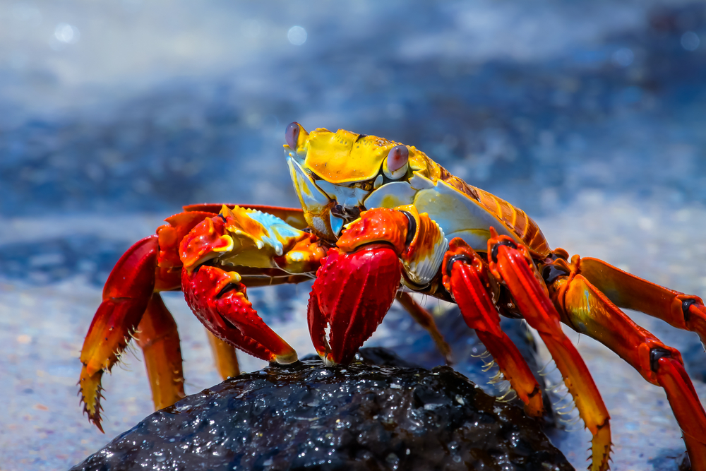 Crabs