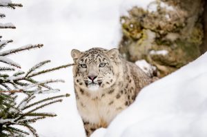 Snow Leopards