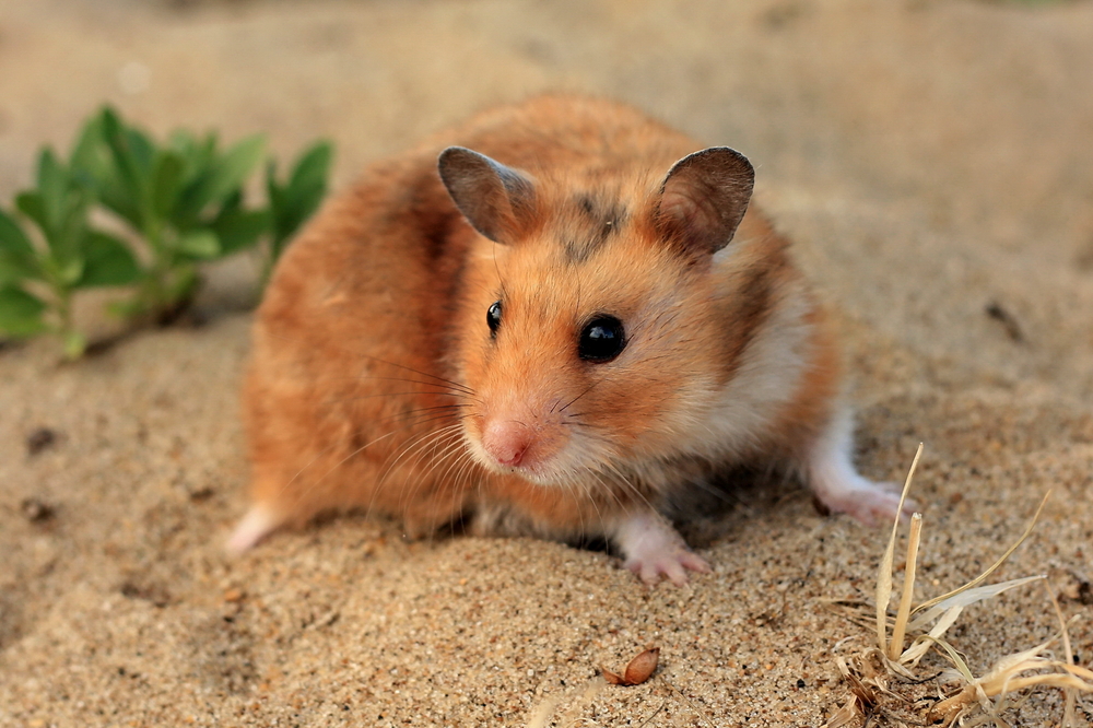 Hamsters