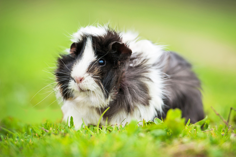 Guinea Pigs