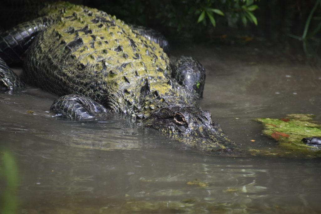 Saltwater Crocodile