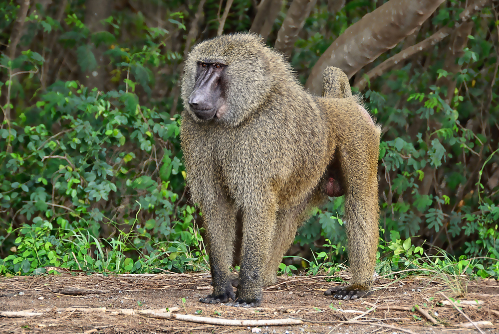 Baboon Animal Kingdom