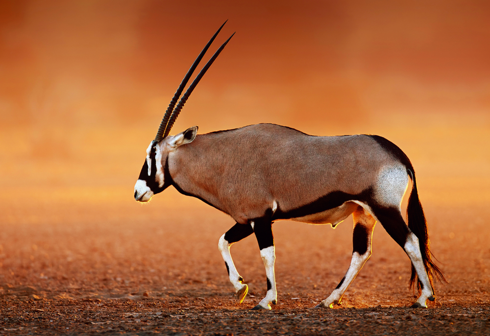 Gemsbok Animal Kingdom