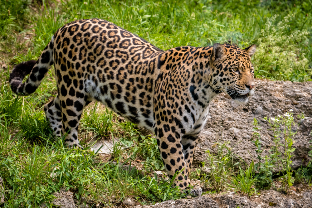 Leopard profile