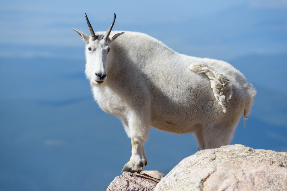 Mountain Goat Animal Kingdom Mountain Goat Animal Kingdom