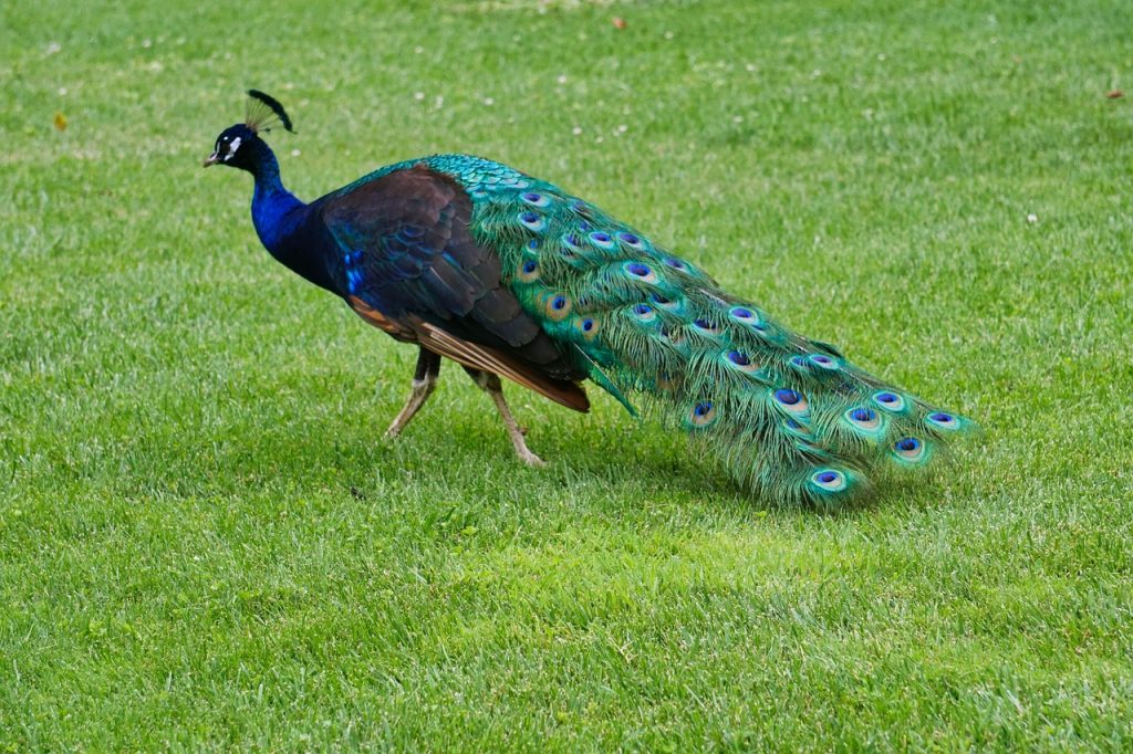 Brahma chicken