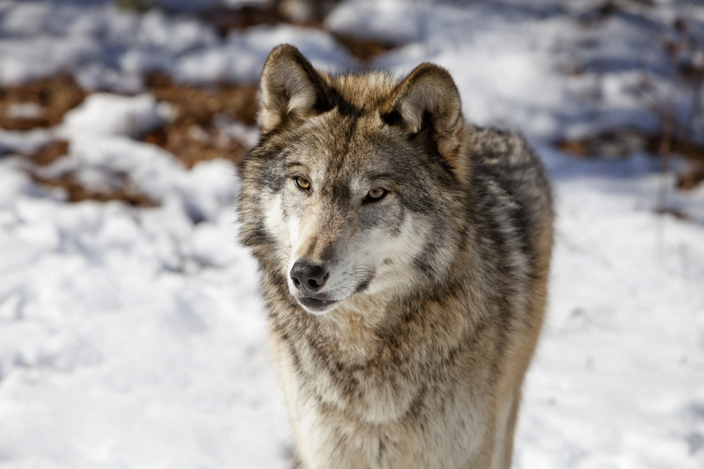 Timber Wolf | Animal Kingdom