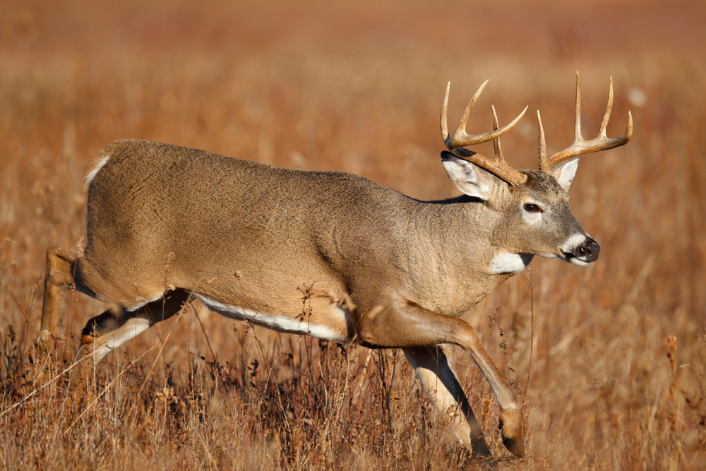 White-tailed Deer | Animal Kingdom