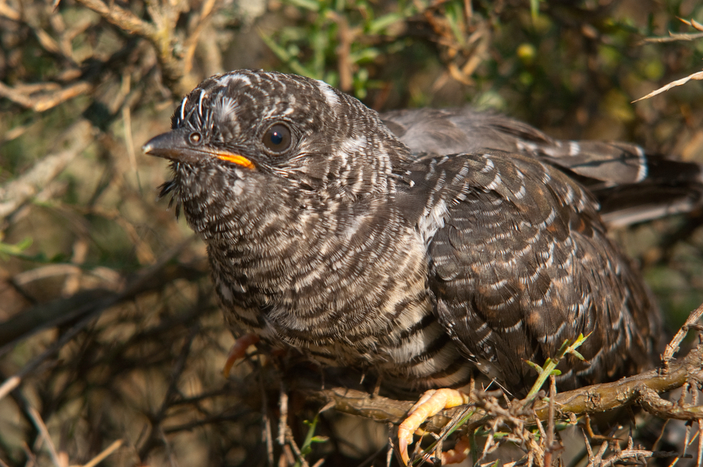 Cuckoo Bird Animal Kingdom