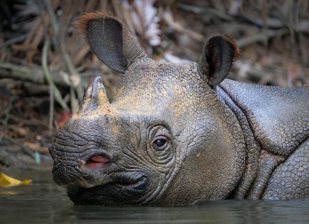 Javan Rhino
