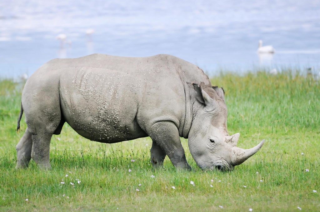 Northern White Rhino