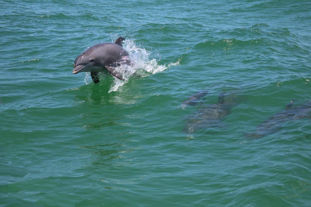 Yangtze River Dolphin