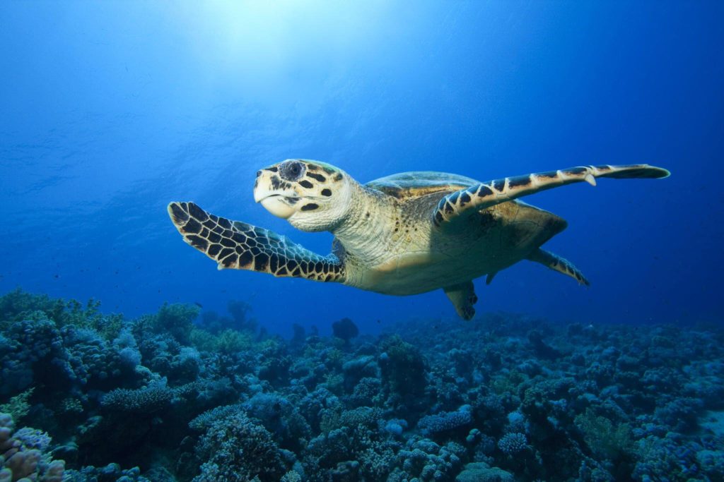 Hawksbill Turtle