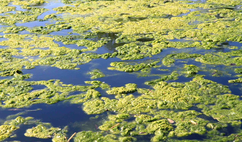 green water alga