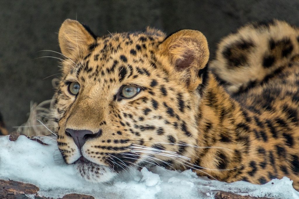 Amur Leopard