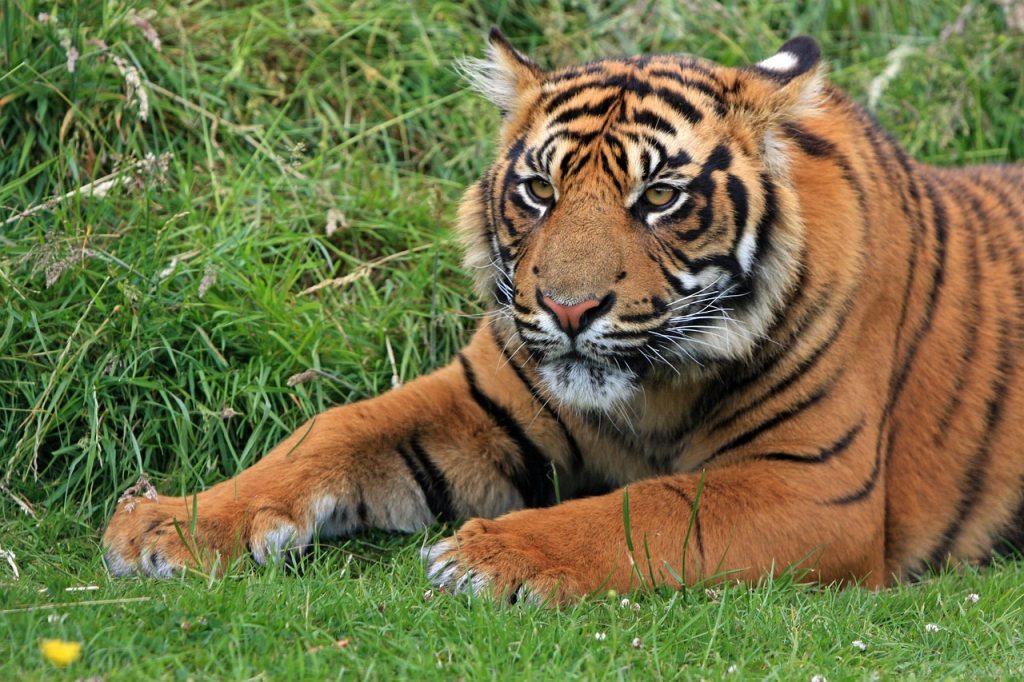 Sumatran Tiger