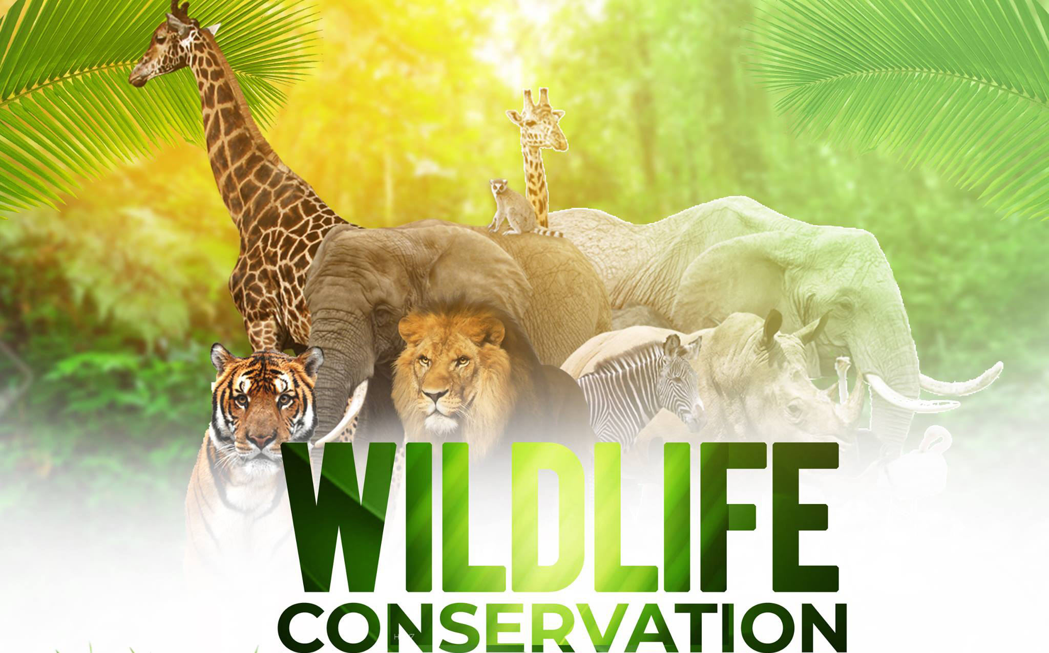 Wildlife Conservation Animal Kingdom Wildlife Conservation Animal Kingdom