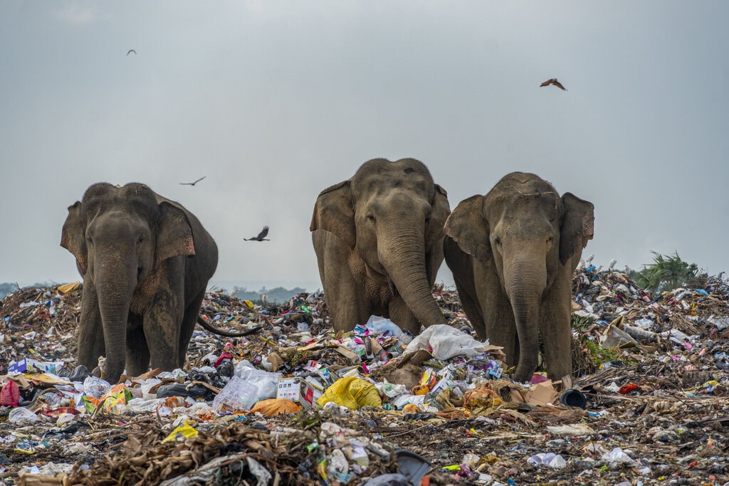 pollution is killing animals