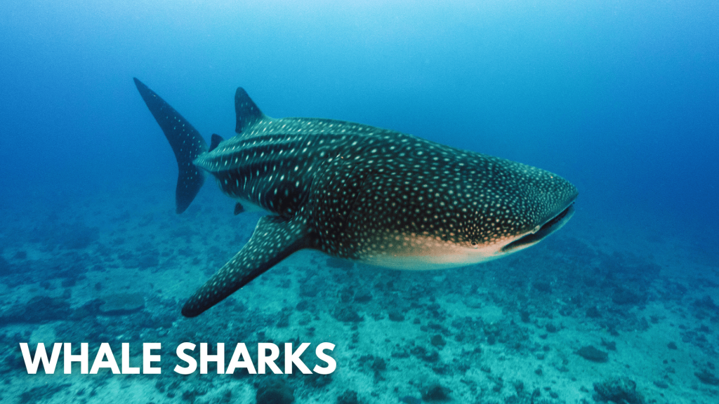 Whale Shark