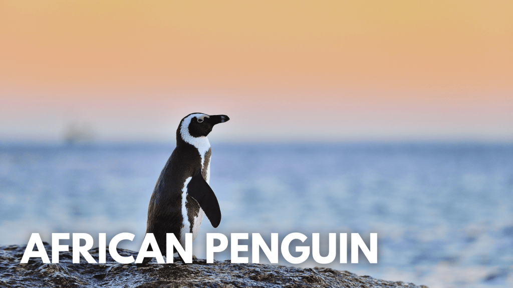 African Penguin