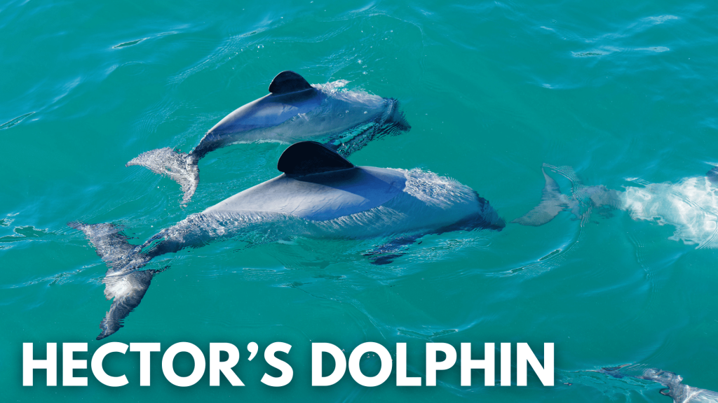 Hector’s dolphin