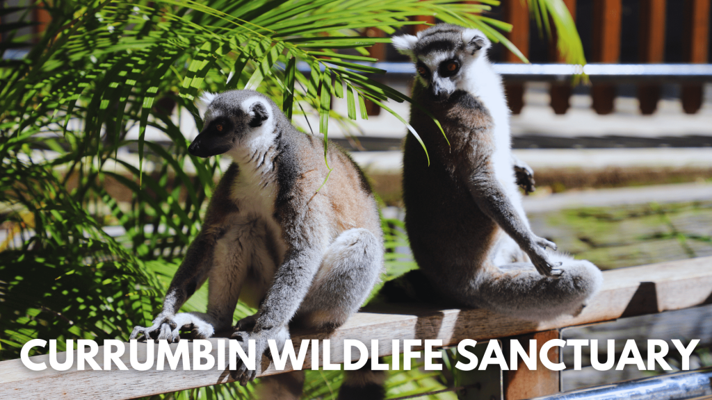 Currumbin wildlife sanctuary