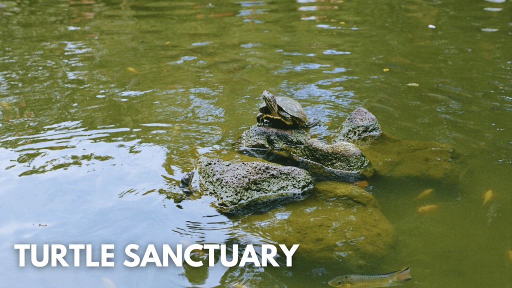 Turtle sanctuary