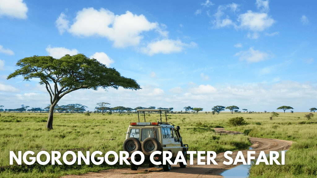 Ngorongoro crater safari