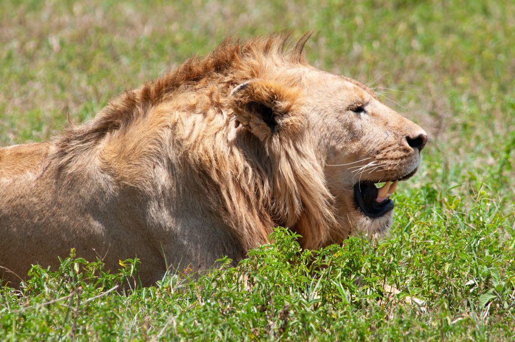 Animal Kingdom Photo Sharing