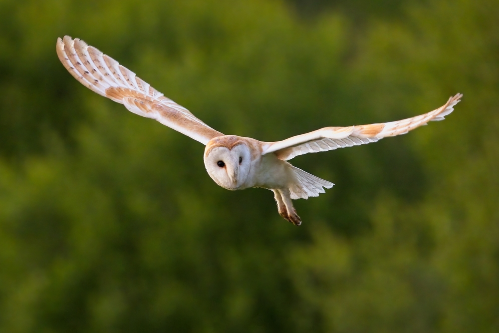 Long-eared Owl