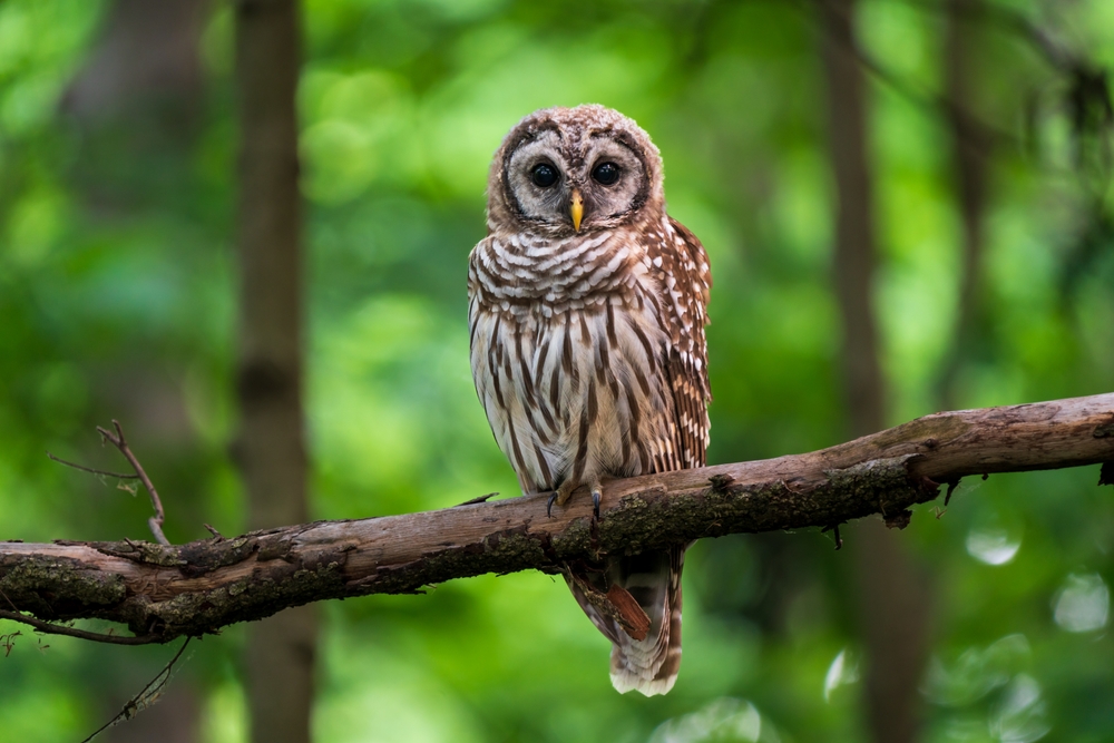 Long-eared Owl