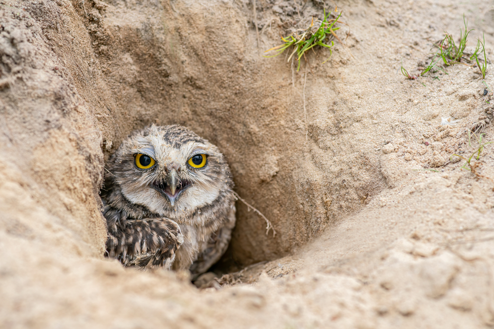 Long-eared Owl