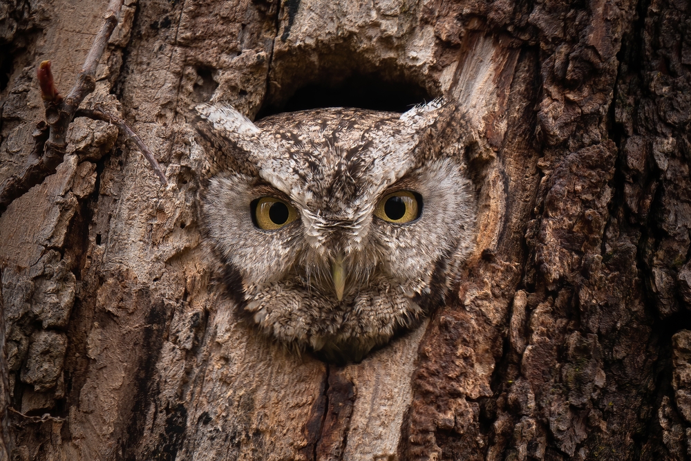 Long-eared Owl