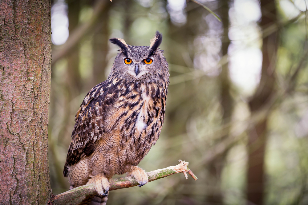 Elf Owl flying