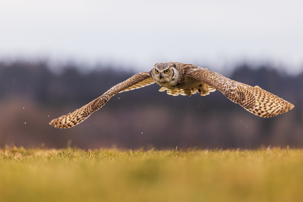 Long-eared Owl
