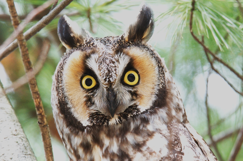 Short-eared Owl profiel