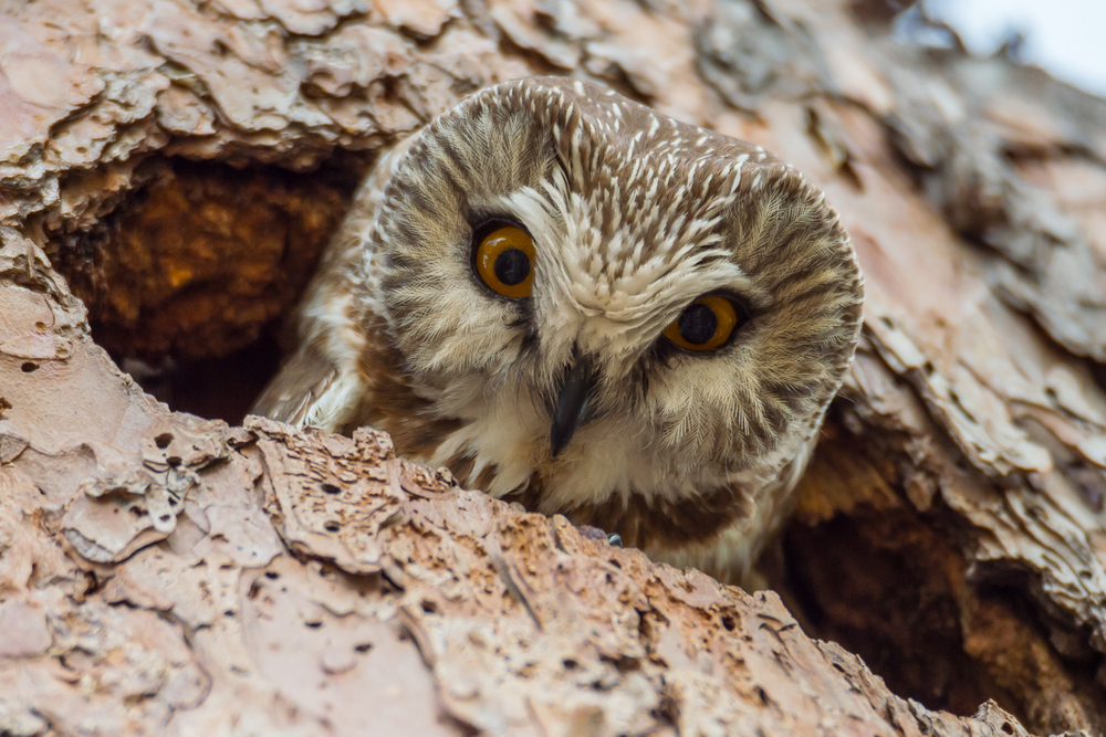 Long-eared Owl