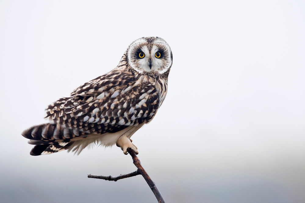 Elf Owl flying