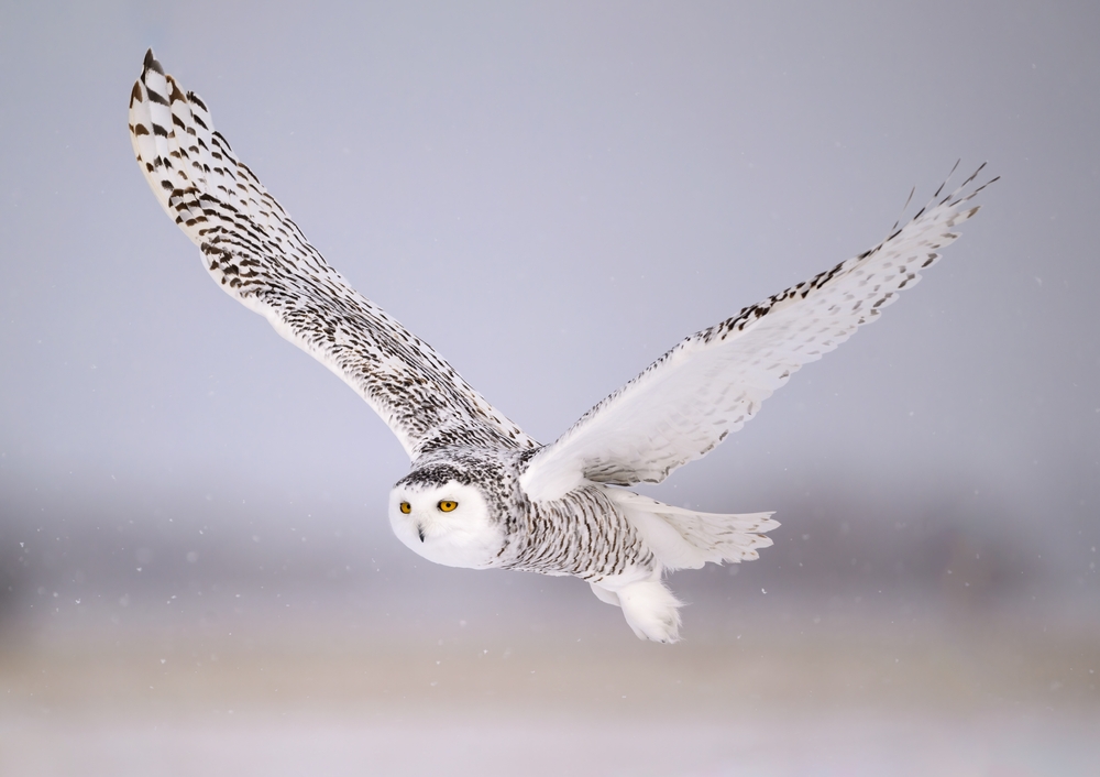 Long-eared Owl