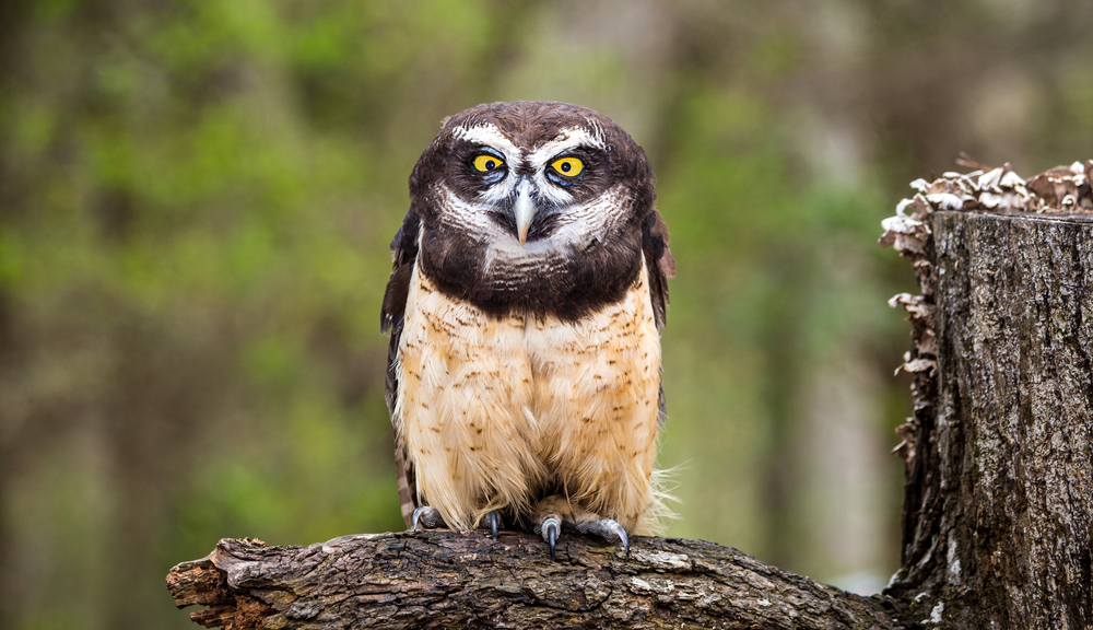Elf Owl flying