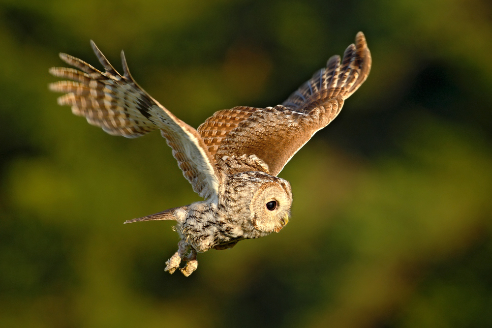 Long-eared Owl