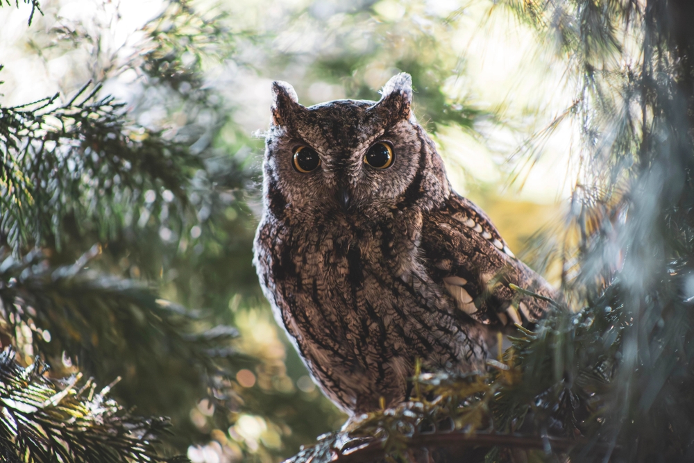 Long-eared Owl