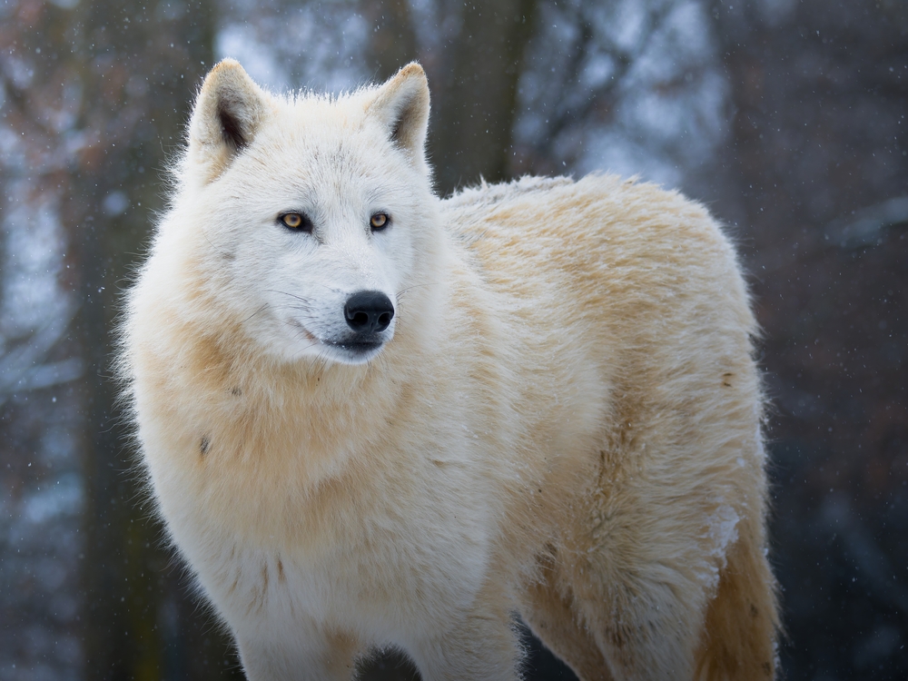 Mexican Grey Wolf